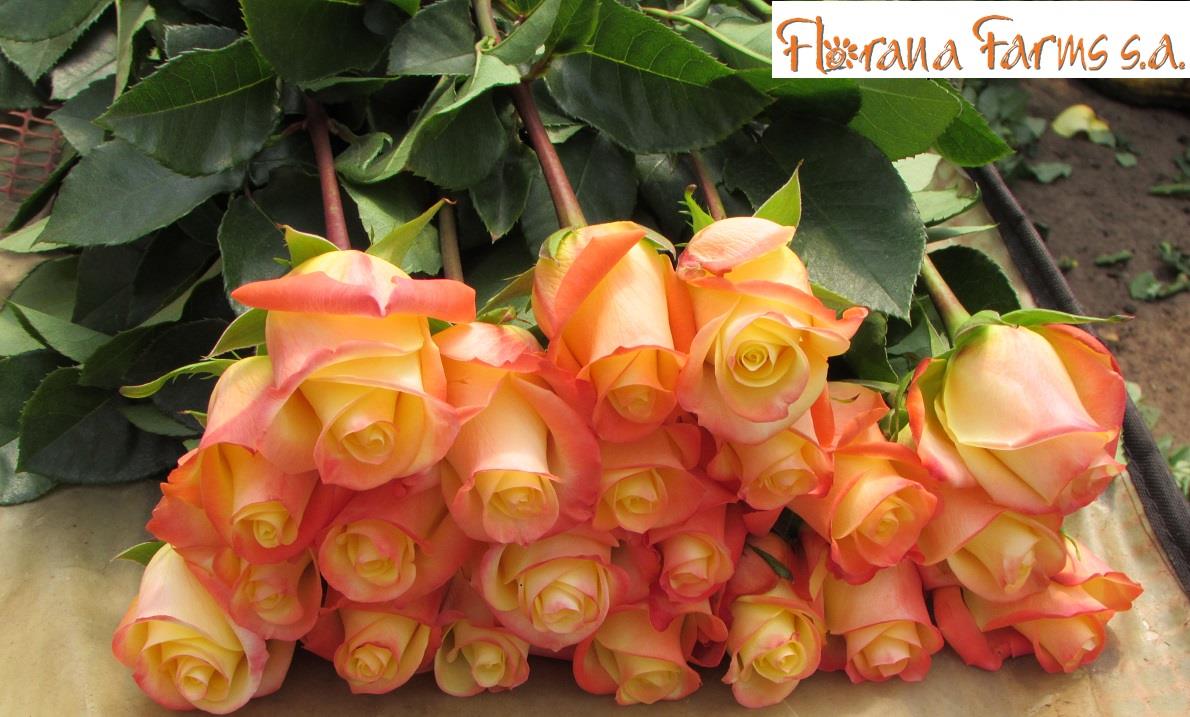 Florana (Эквадор)