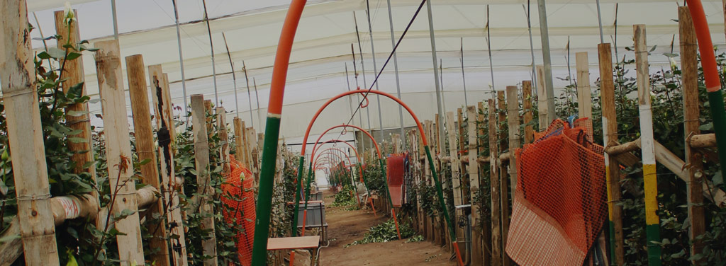 Florana (Эквадор)