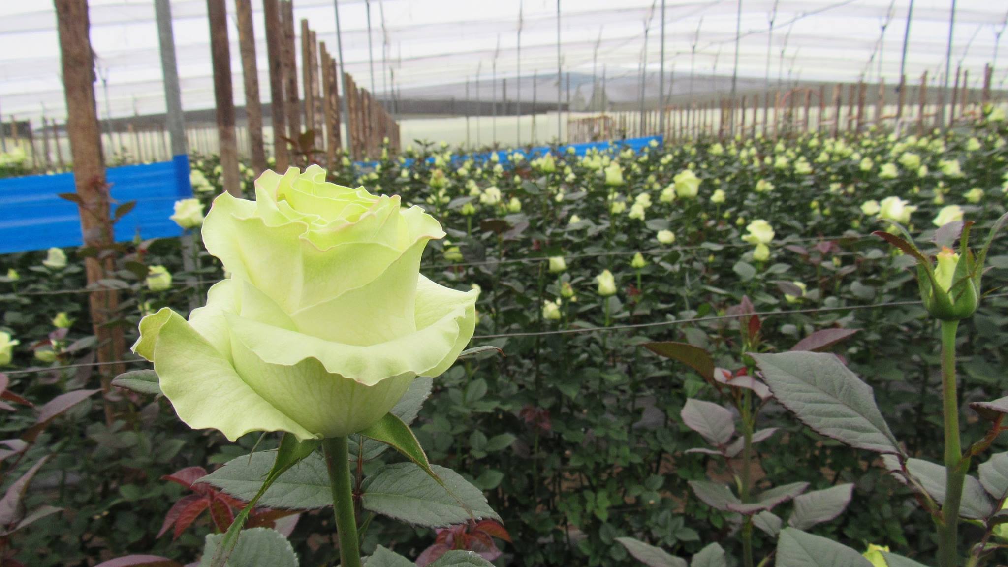 Florana (Эквадор)