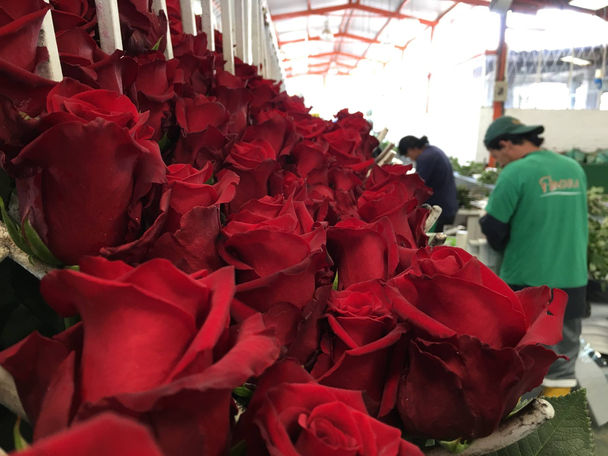 Florana (Эквадор)