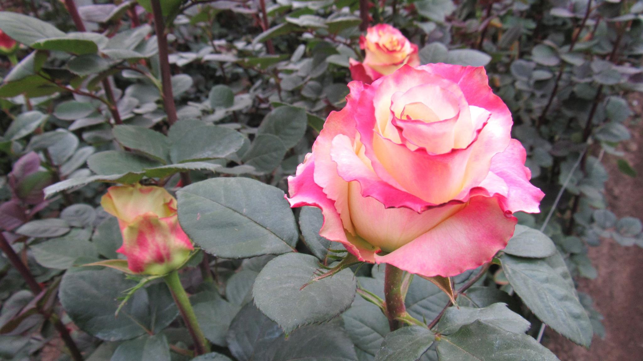 Florana (Эквадор)