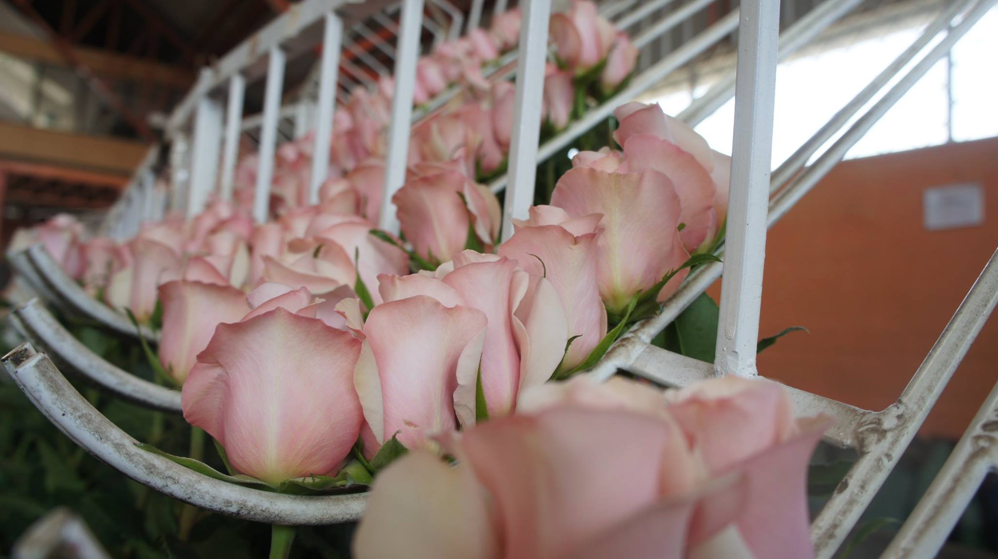 Florana (Эквадор)