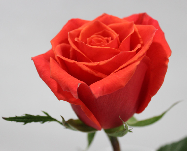 Florana (Эквадор)