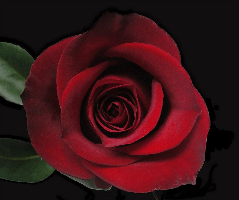 Ферма Floraroma (Эквадор)