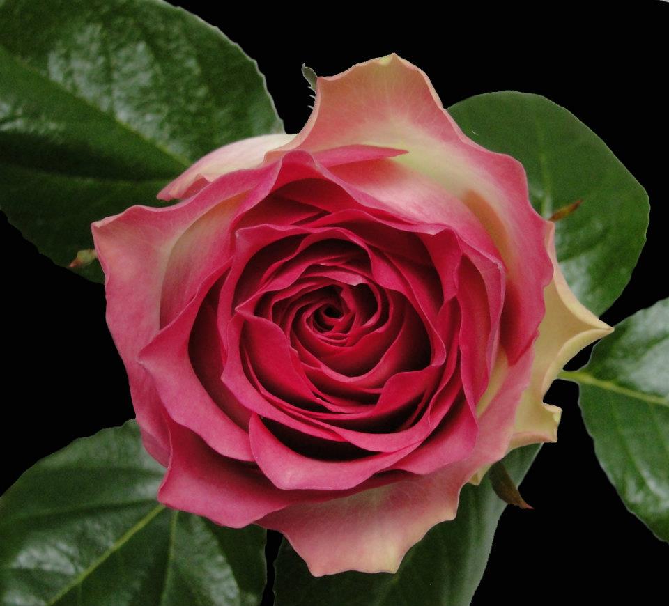 Ферма Floraroma (Эквадор)