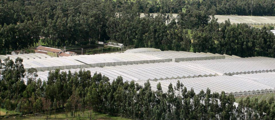 Ферма Floraroma (Эквадор)