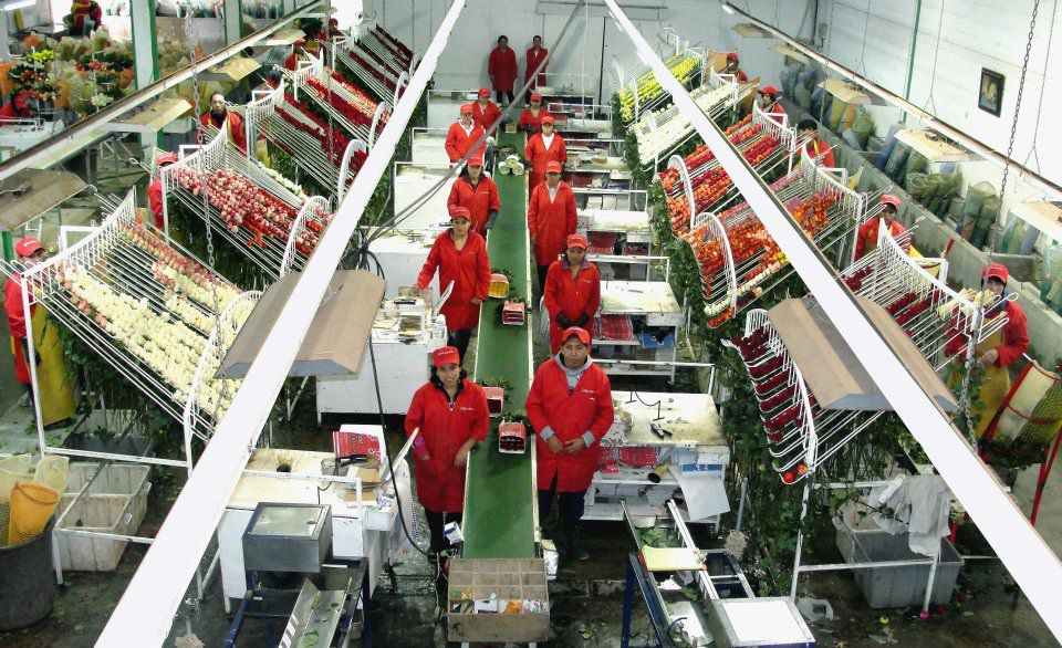 Ферма Floraroma (Эквадор)