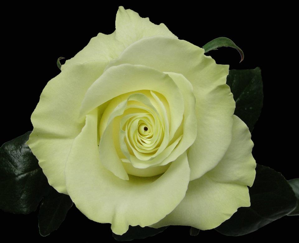 Ферма Floraroma (Эквадор)