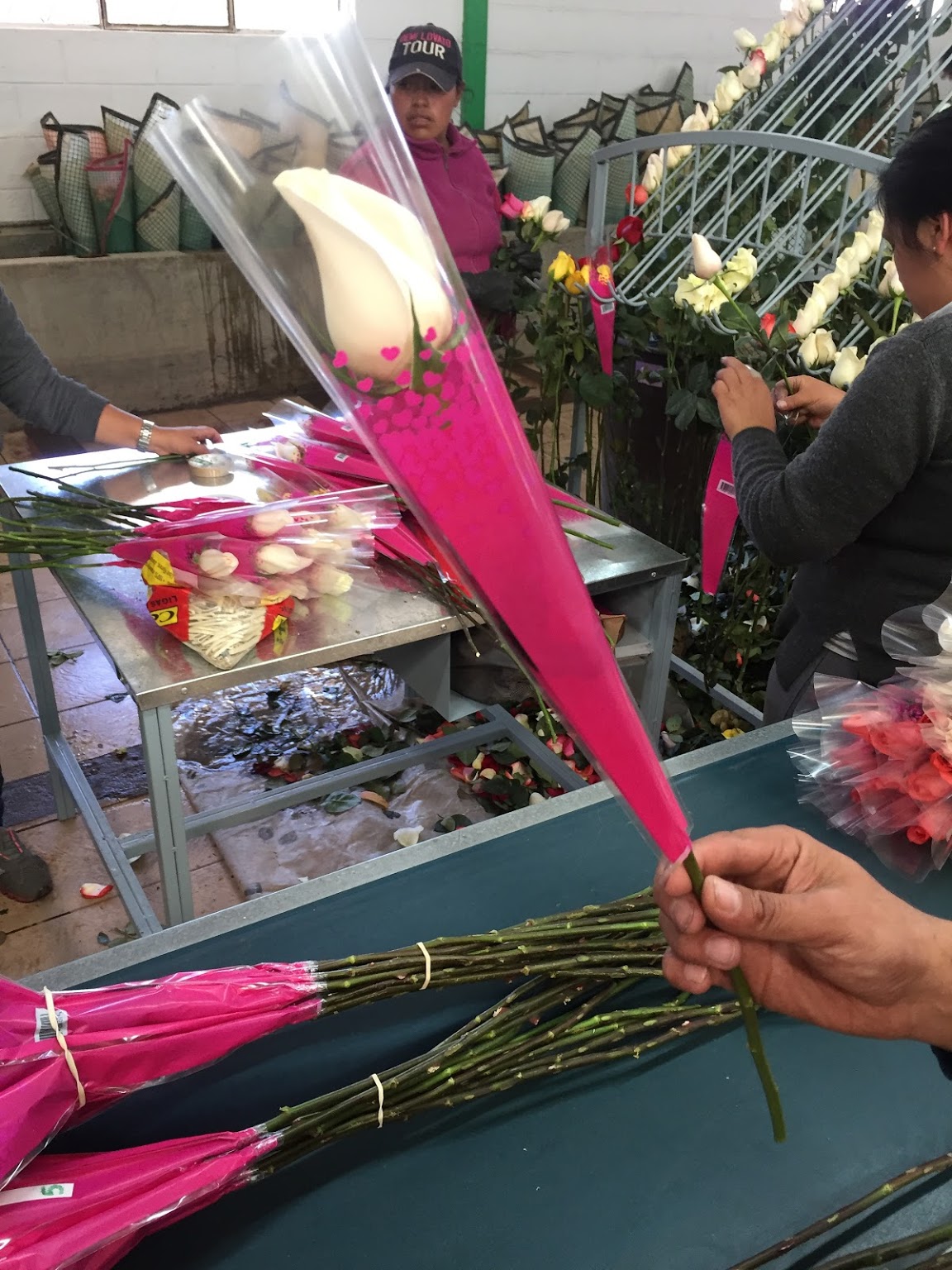 Ферма Floraroma (Эквадор)