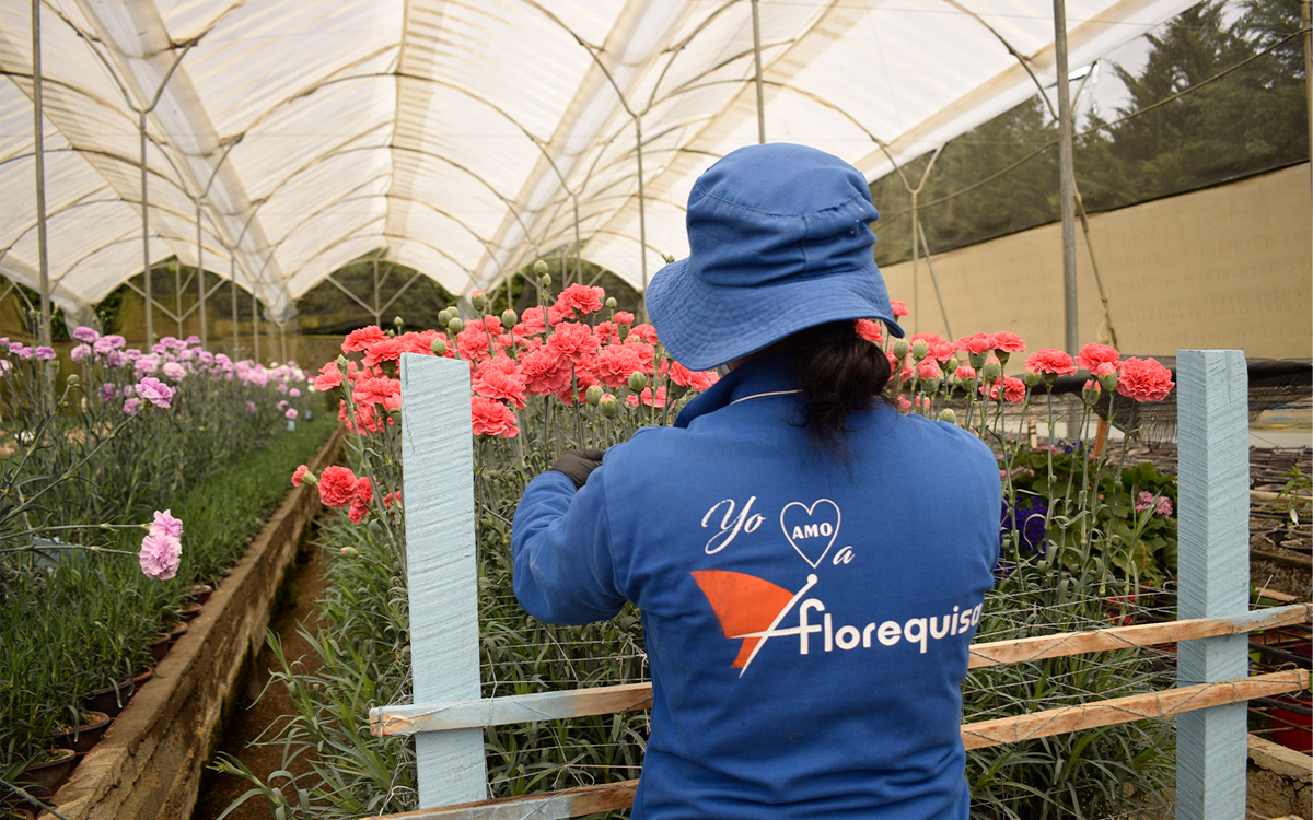 Florequisa (Эквадор)