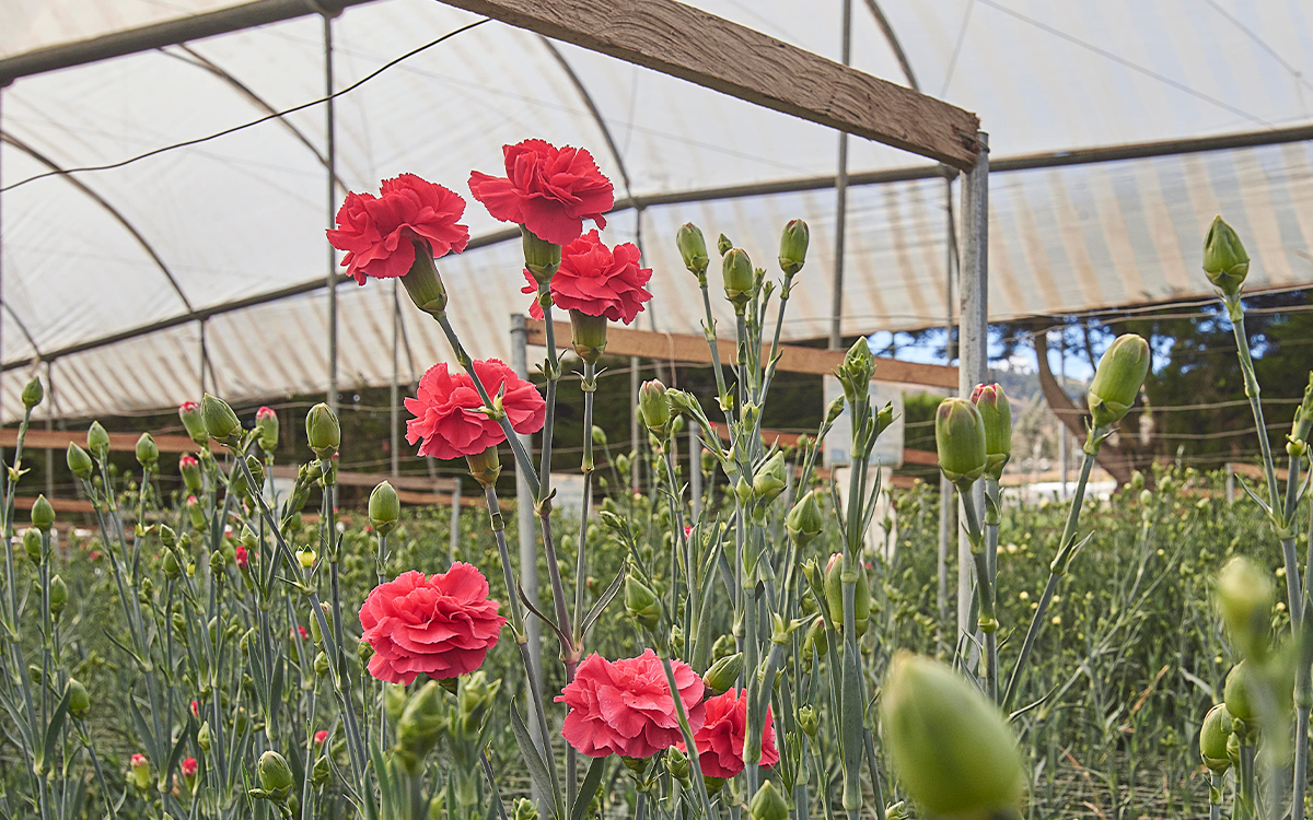 Florequisa (Эквадор)