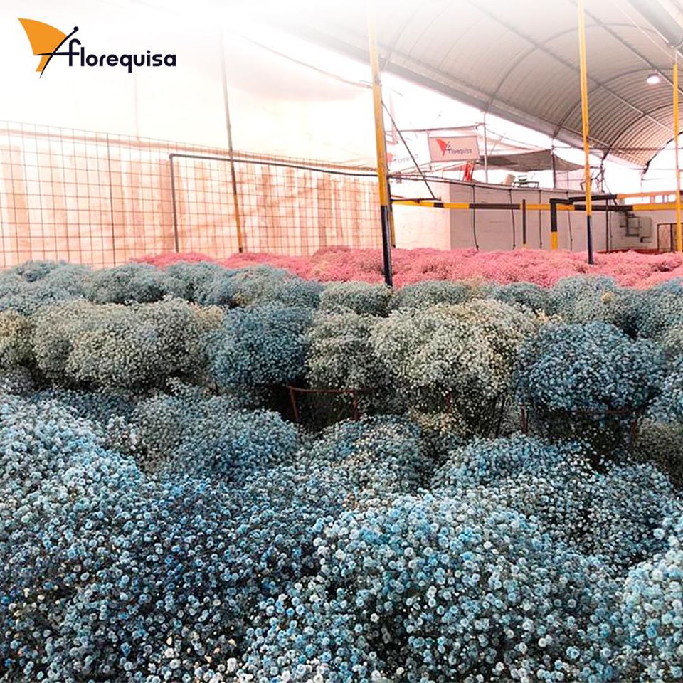 Florequisa (Эквадор)