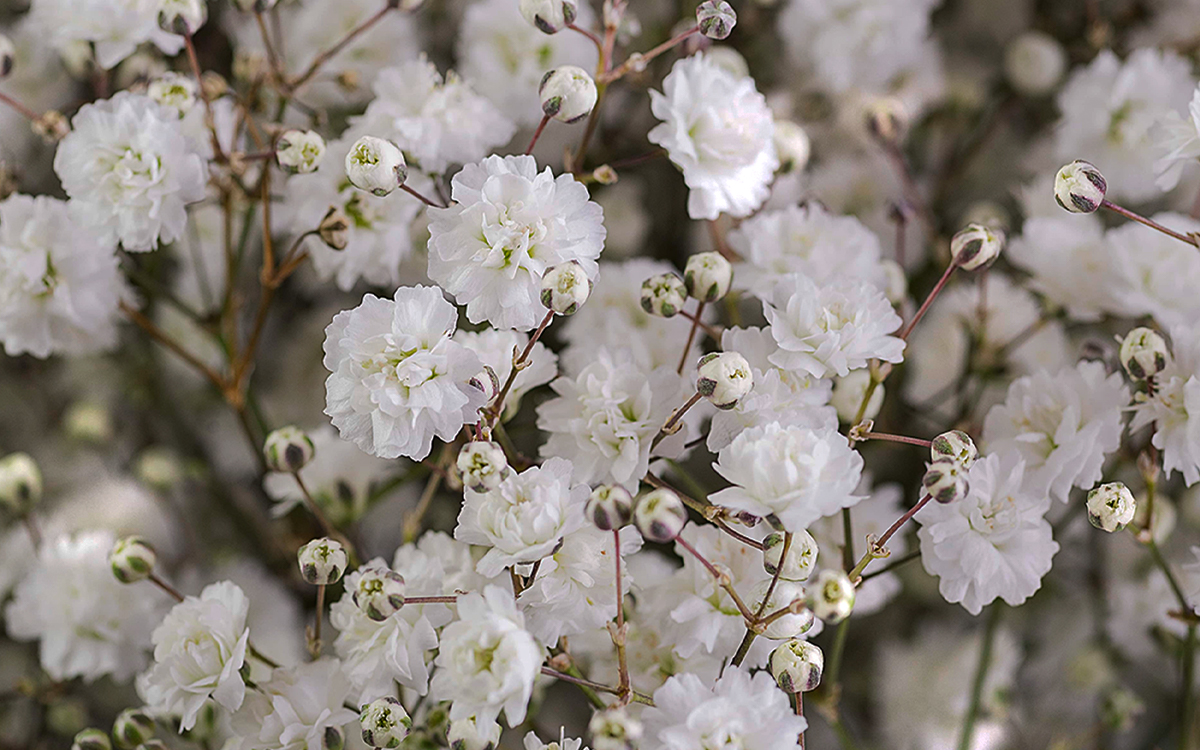 Florequisa (Эквадор)