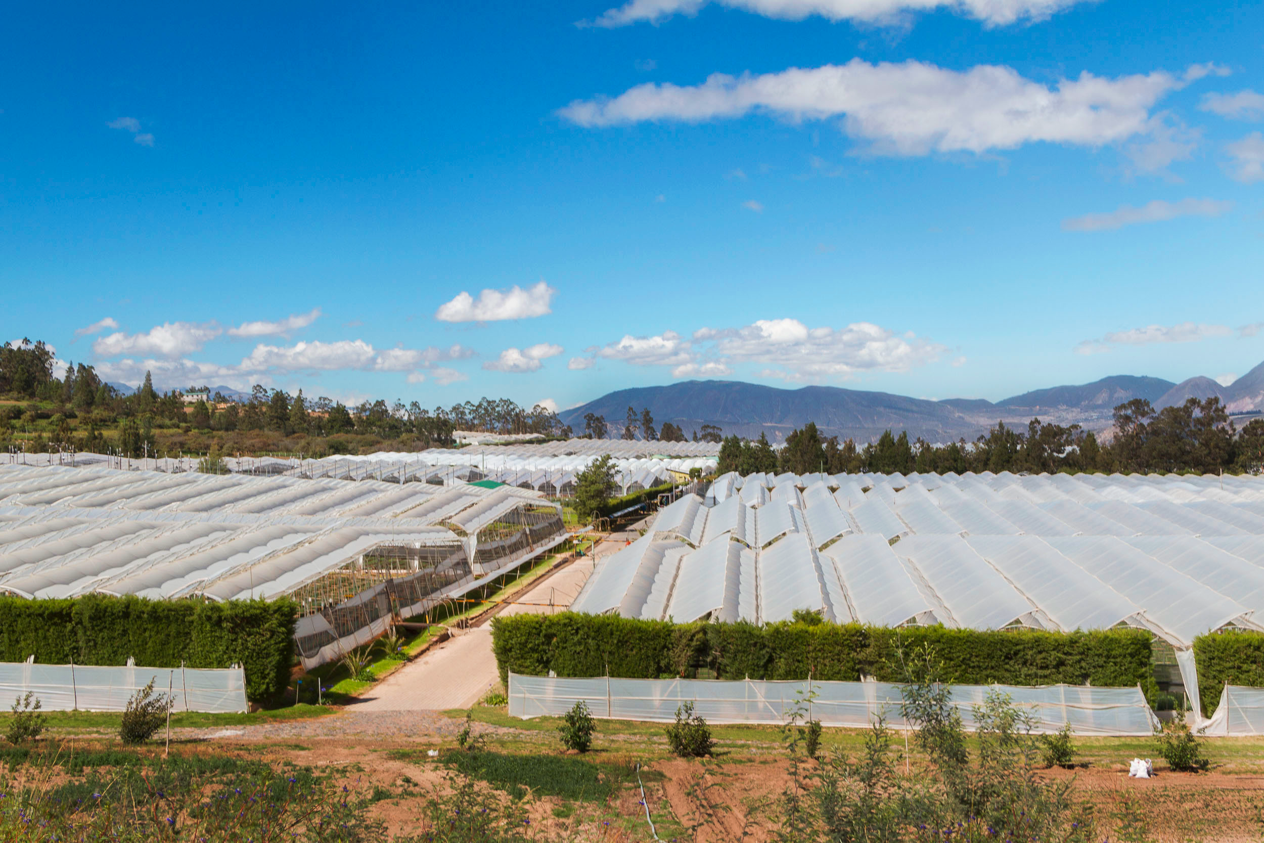 Florequisa (Эквадор)