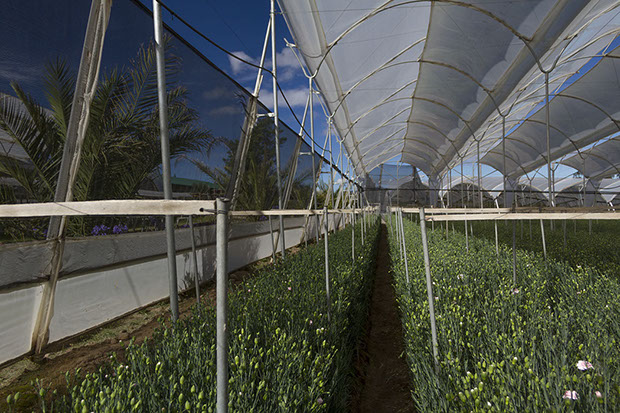 Florequisa (Эквадор)