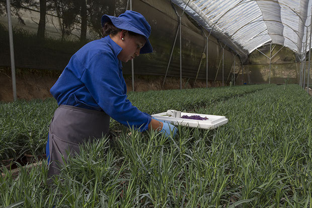 Florequisa (Эквадор)