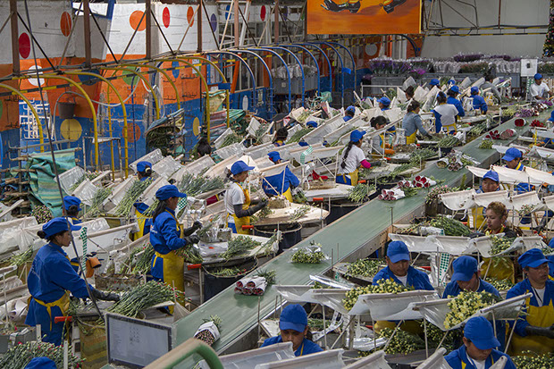 Florequisa (Эквадор)