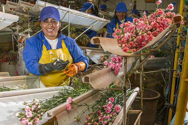 Florequisa (Эквадор)