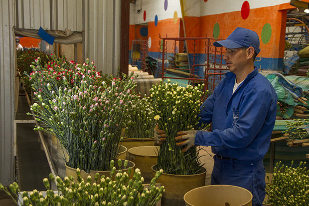 Florequisa (Эквадор)