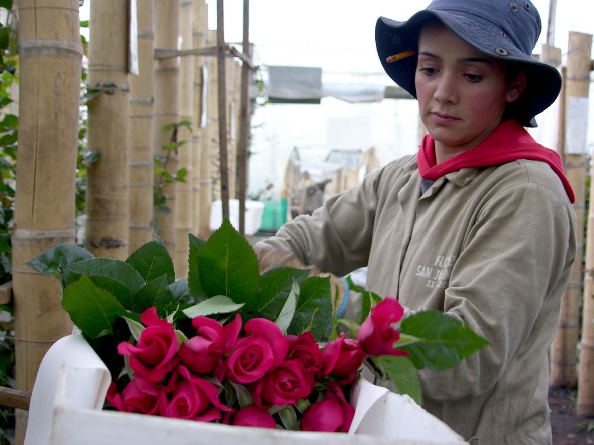 Flores San Juan (Колумбия)