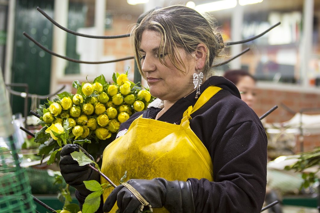 Flores San Juan (Колумбия)