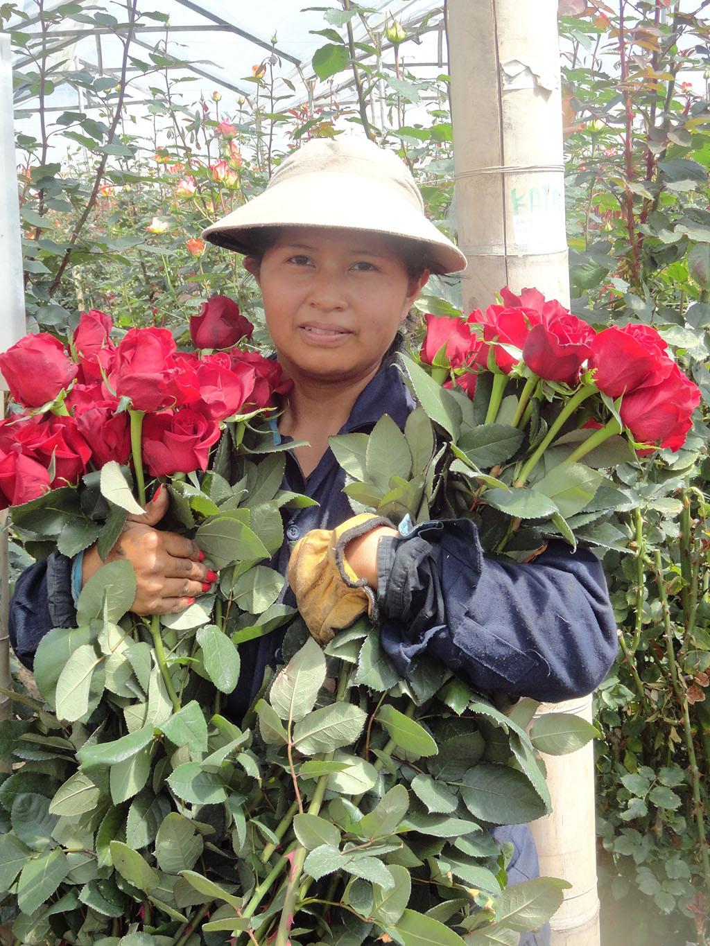 Flores San Juan (Колумбия)