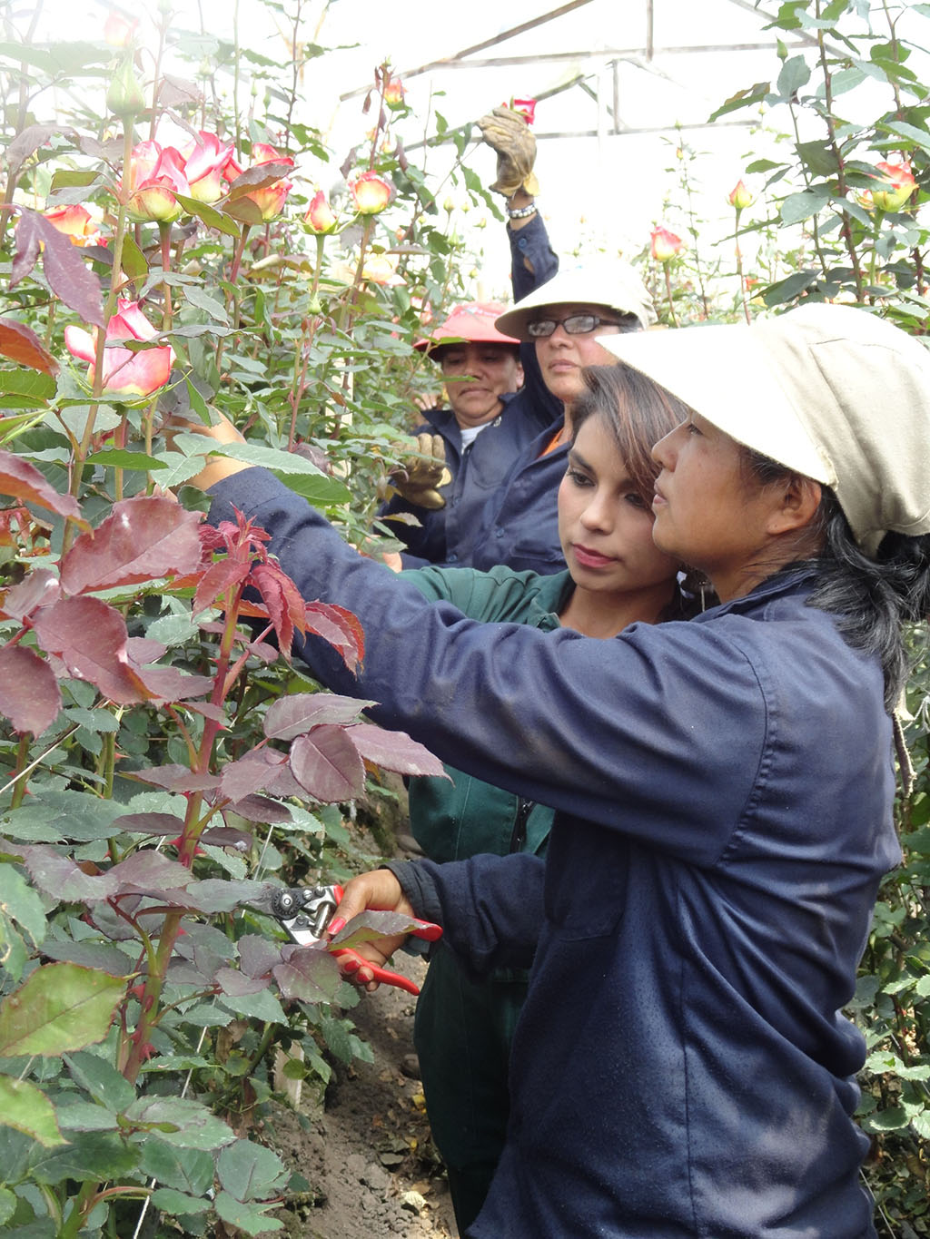 Flores San Juan (Колумбия)