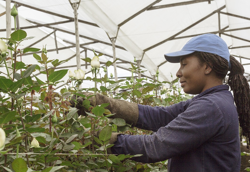 Flores San Juan (Колумбия)