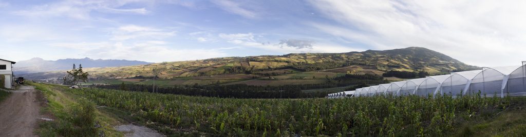 Ферма Flores de la Hacienda (Эквадор)