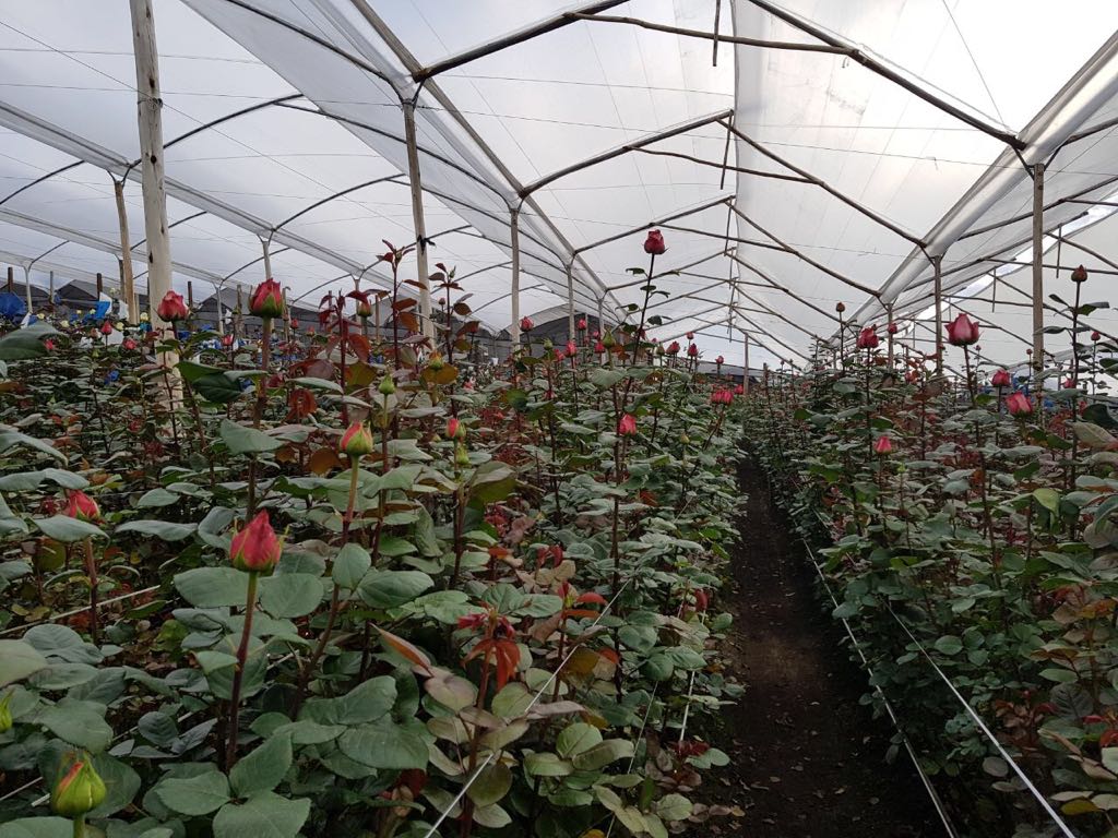 Ферма Flores de la Hacienda (Эквадор)