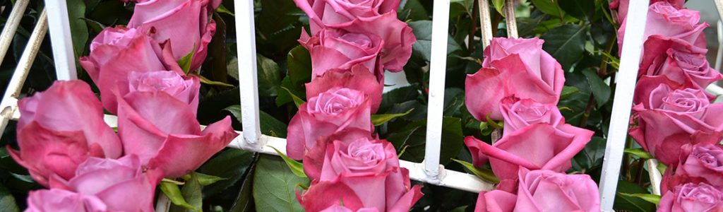 Ферма Flores de la Hacienda (Эквадор)