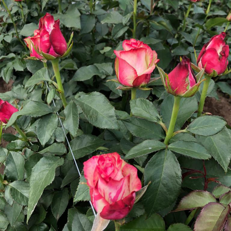 Ферма Flores de la Hacienda (Эквадор)