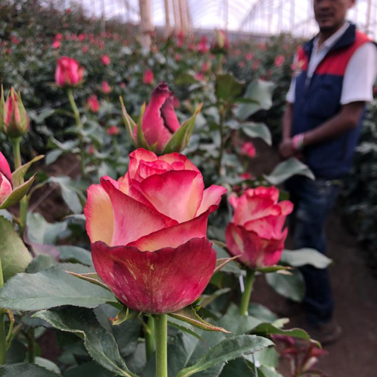 Ферма Flores de la Hacienda (Эквадор)