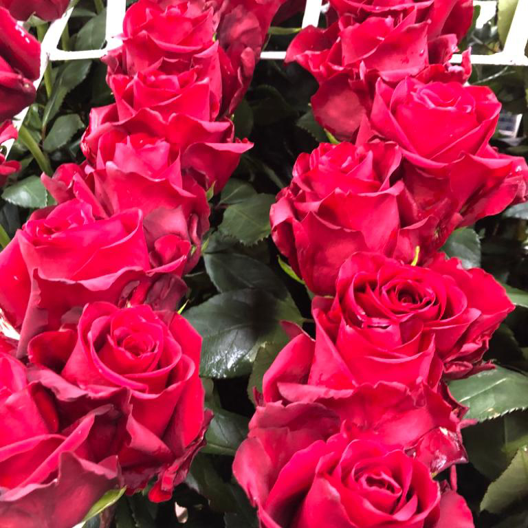 Ферма Flores de la Hacienda (Эквадор)