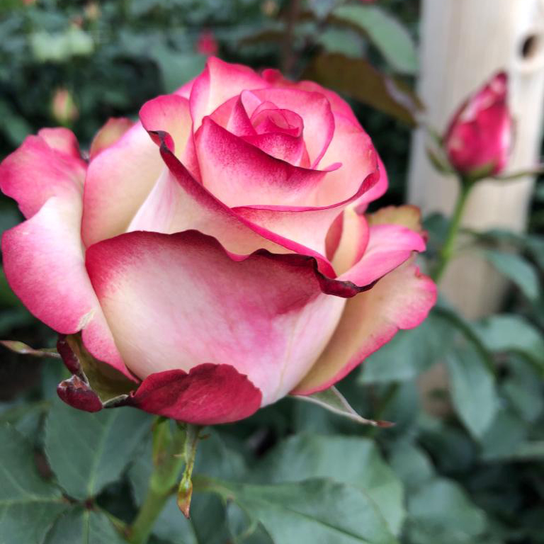 Ферма Flores de la Hacienda (Эквадор)