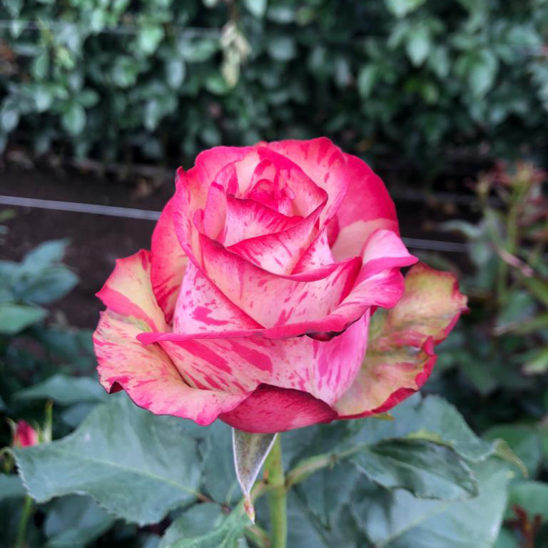 Ферма Flores de la Hacienda (Эквадор)