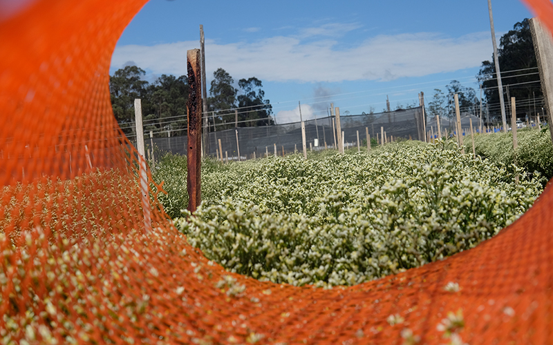 Ферма Florsani (Эквадор)