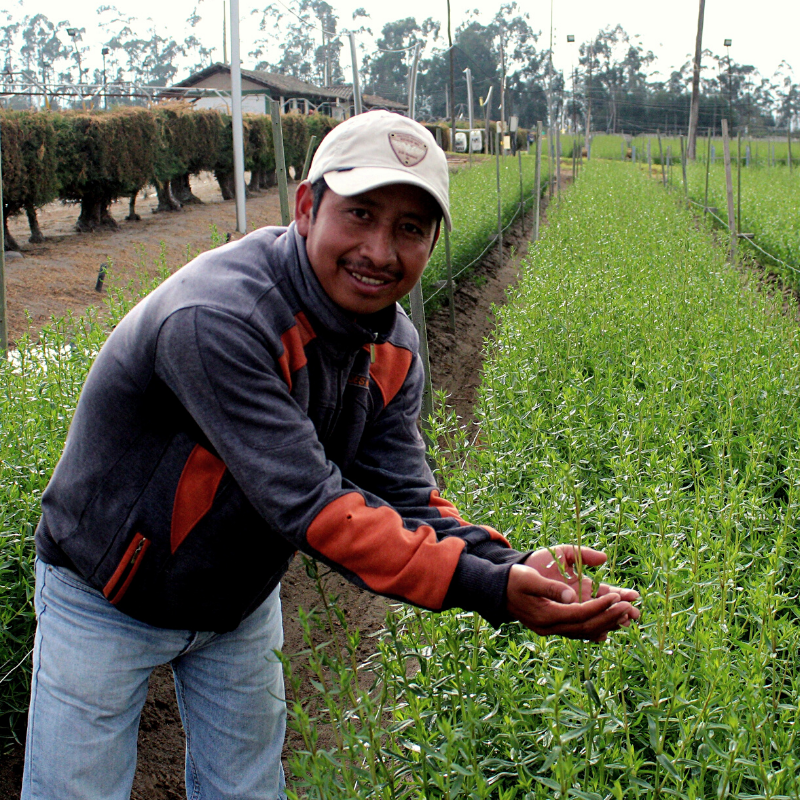 Ферма Florsani (Эквадор)