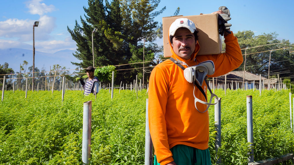 Ферма Florsani (Эквадор)