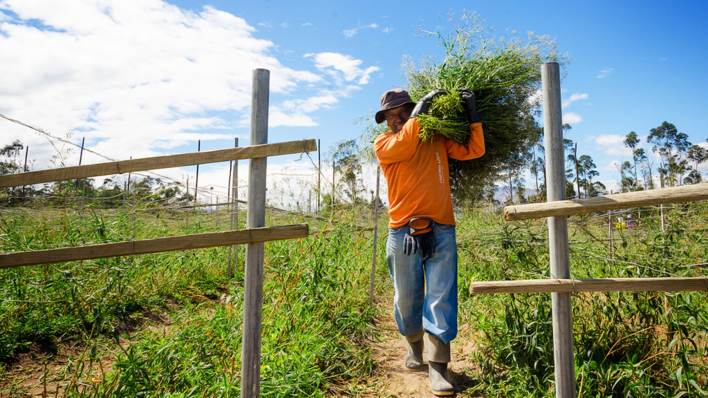 Ферма Florsani (Эквадор)