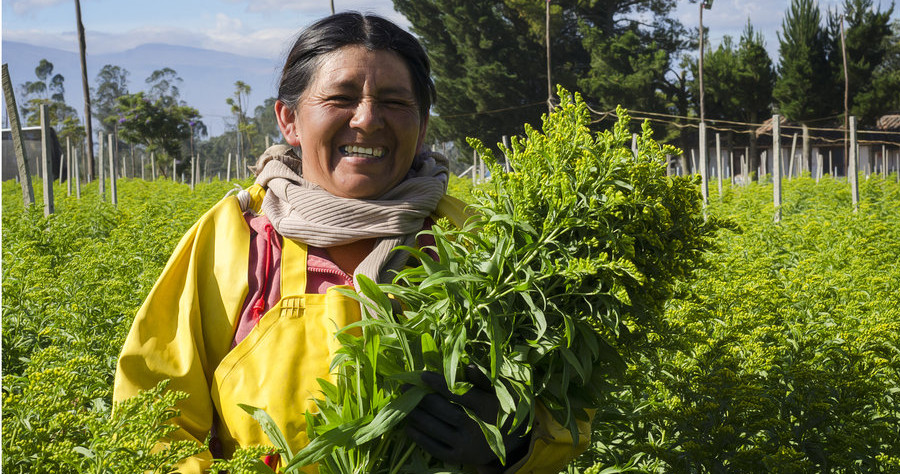 Ферма Florsani (Эквадор)