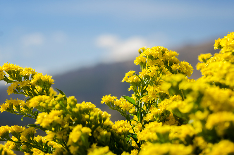 Ферма Florsani (Эквадор)