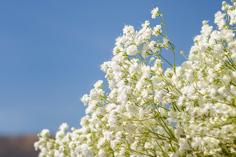 Ферма Florsani (Эквадор)