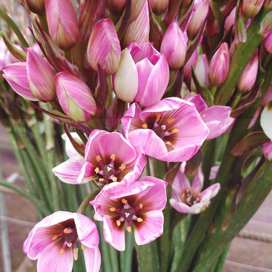 Ферма Florsani (Эквадор)