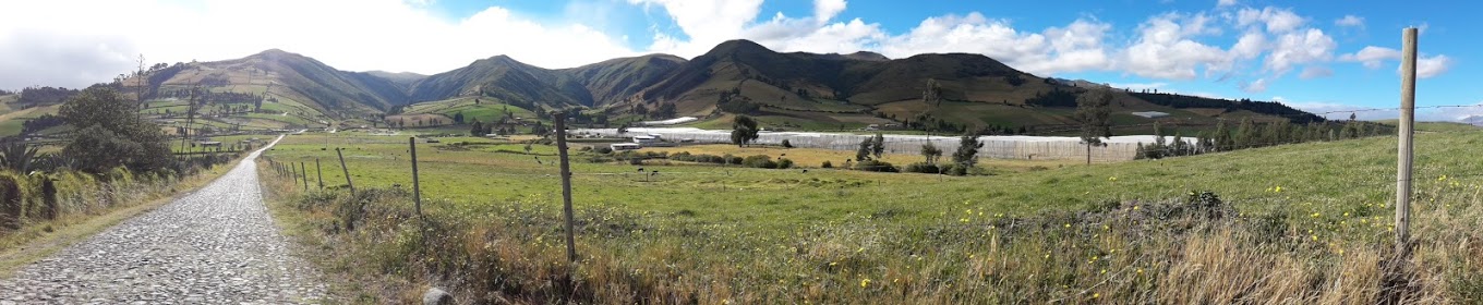 Forever Roses Ecuador (Эквадор)