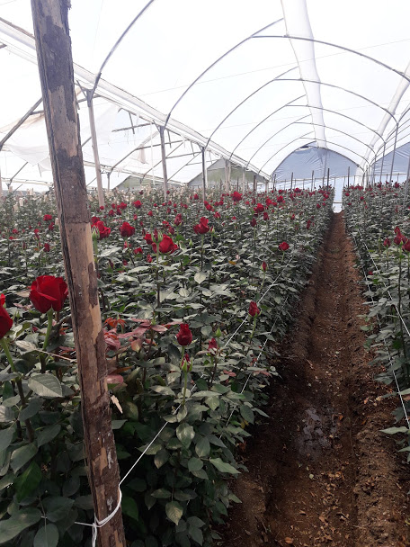 Forever Roses Ecuador (Эквадор)