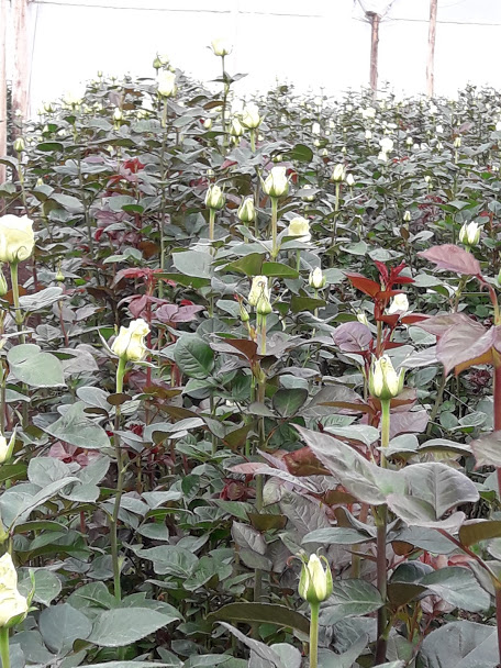 Forever Roses Ecuador (Эквадор)