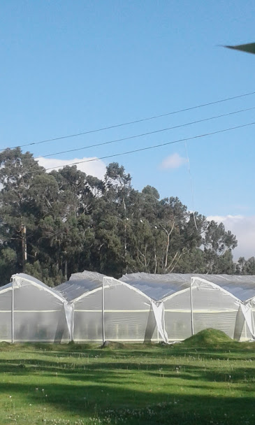 Forever Roses Ecuador (Эквадор)