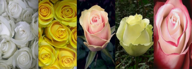 Forever Roses Ecuador (Эквадор)