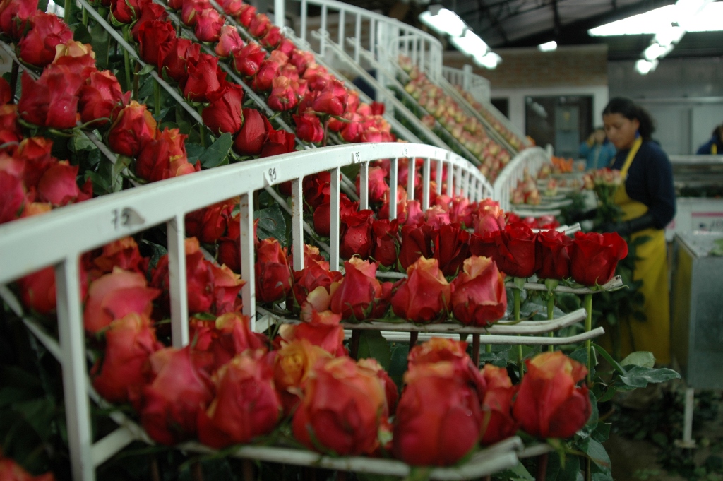 Galapagos Flores SA (Эквадор)